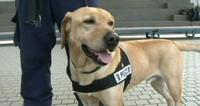 Six-year-old Barry, a former stray dog, has been a Hong Kong police dog for three years.