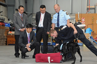 Detector Dog Rajax demonstrates his cash-sniffing abilities during training at a New Zealand Customs facility.
